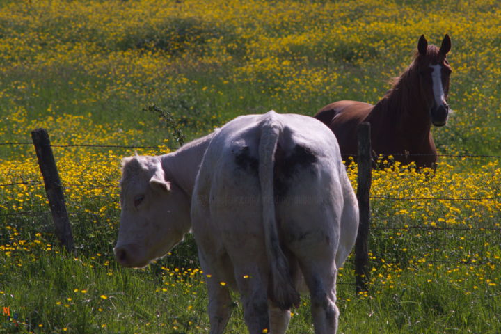 Photography titled "Le cheval et la vac…" by Miodrag Aubertin, Original Artwork