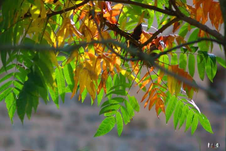 Fotografia intitulada "Couleurs d'automne…" por Miodrag Aubertin, Obras de arte originais