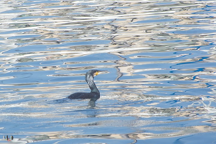 Photographie intitulée "cormoran" par Miodrag Aubertin, Œuvre d'art originale