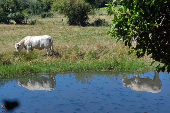 Fotografía titulada "les vaches à Flée e…" por Miodrag Aubertin, Obra de arte original, Fotografía digital