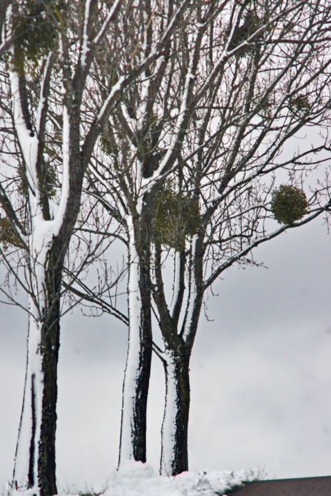 Φωτογραφία με τίτλο "Arbre 40" από Miodrag Aubertin, Αυθεντικά έργα τέχνης