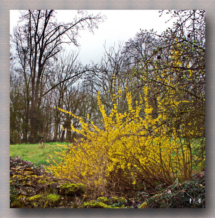 Fotografía titulada "c'est le printemps…" por Miodrag Aubertin, Obra de arte original