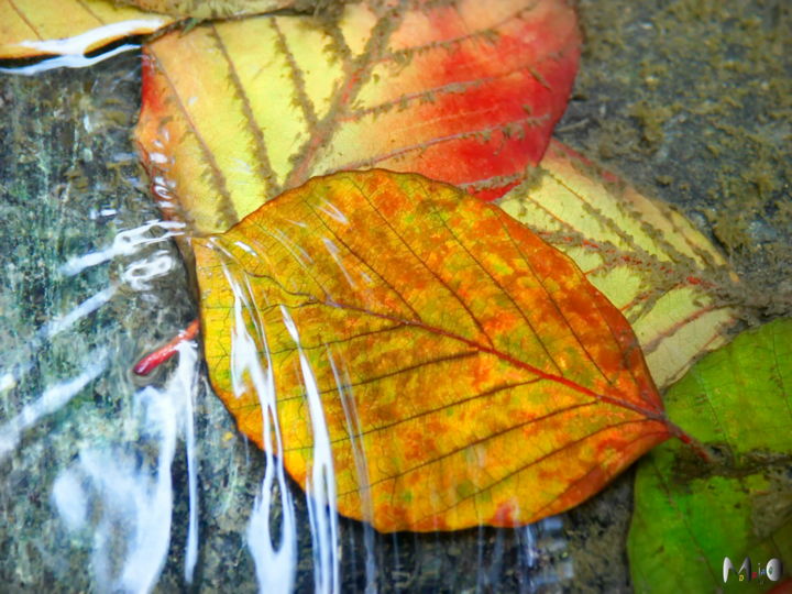 Photographie intitulée "Couleurs d'automne" par Miodrag Aubertin, Œuvre d'art originale