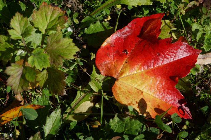 Photographie intitulée "couleurs d'automne…" par Miodrag Aubertin, Œuvre d'art originale