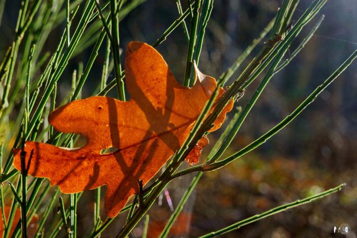 Photography titled "couleurs d'automne…" by Miodrag Aubertin, Original Artwork