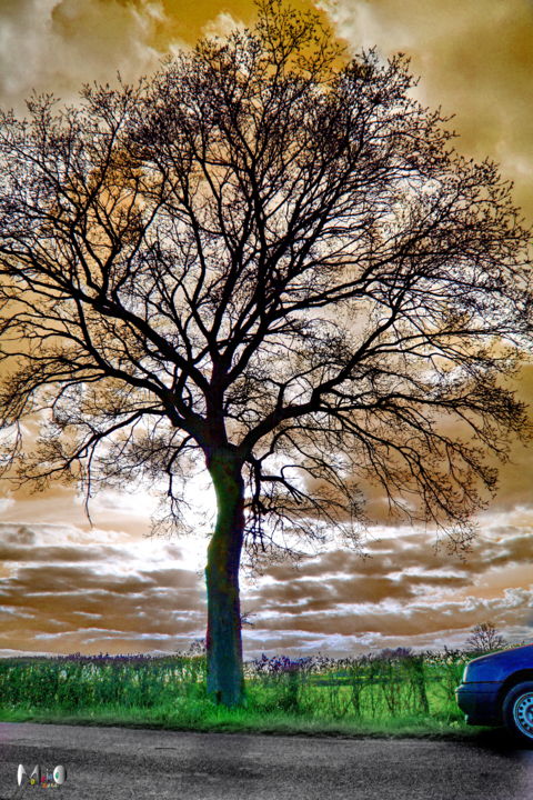 Photography titled "Arbre 30" by Miodrag Aubertin, Original Artwork