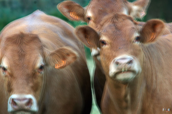 Photographie intitulée "les vaches 04" par Miodrag Aubertin, Œuvre d'art originale