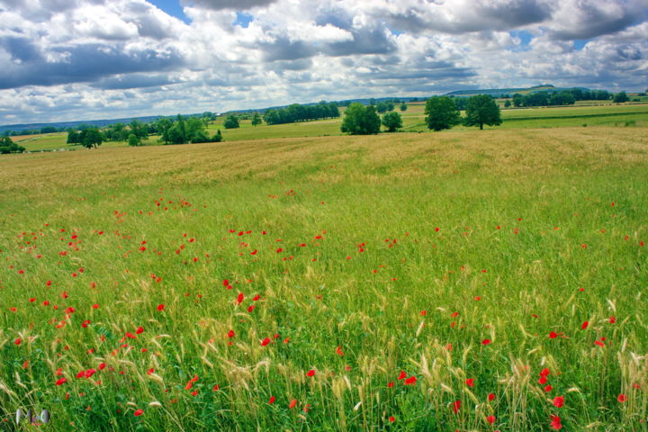 Photography titled "coquelicot 03" by Miodrag Aubertin, Original Artwork