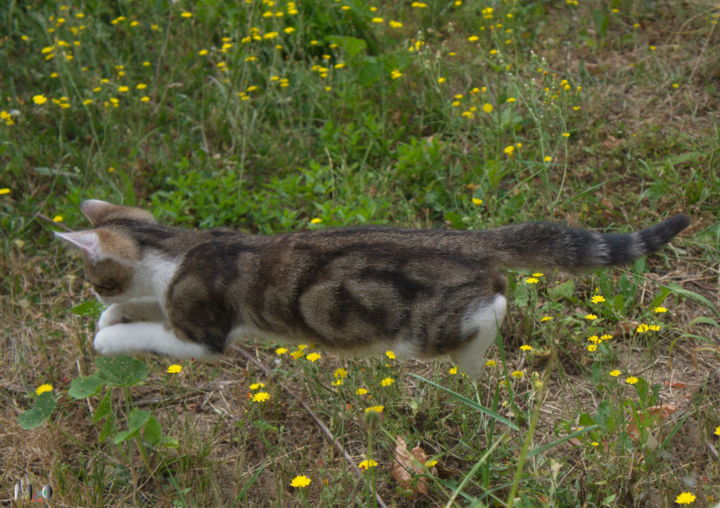 Fotografia intitulada "Chaton en action" por Miodrag Aubertin, Obras de arte originais