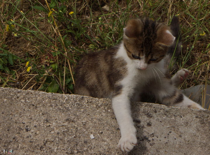 Fotografia intitolato "Chaton 13" da Miodrag Aubertin, Opera d'arte originale