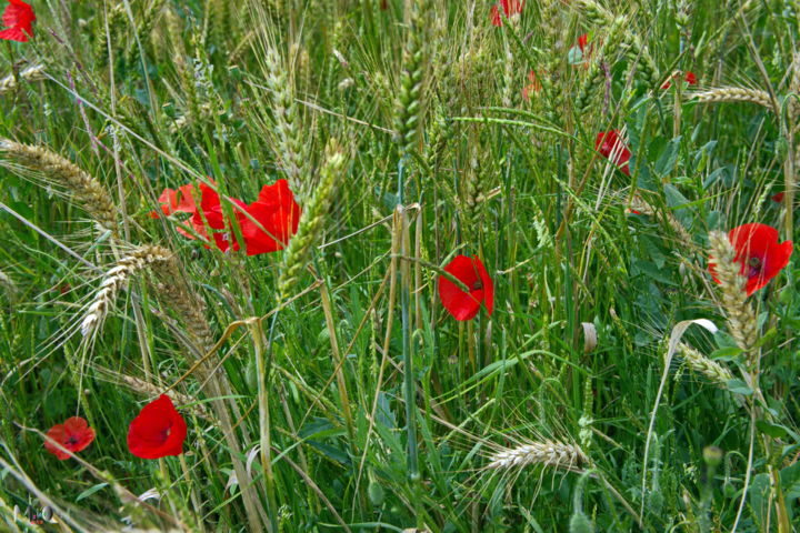 Fotografía titulada "coquelicot 02" por Miodrag Aubertin, Obra de arte original