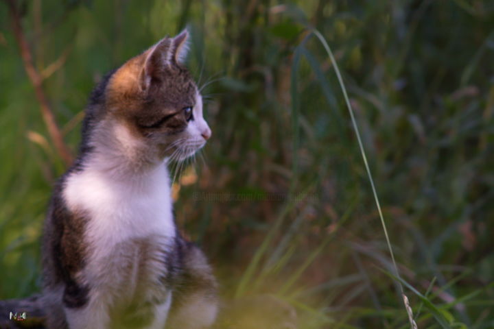 Photographie intitulée "Chaton 15" par Miodrag Aubertin, Œuvre d'art originale