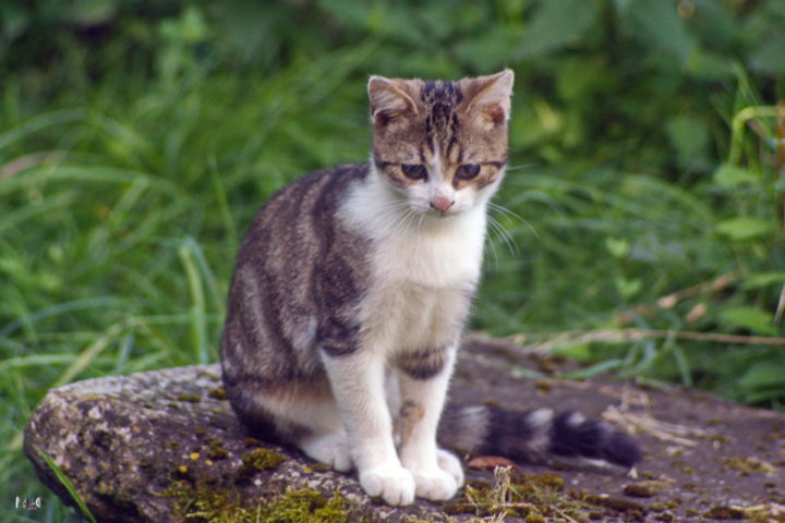 Fotografia intitulada "Chaton 21" por Miodrag Aubertin, Obras de arte originais