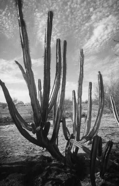 Fotografia intitulada "Cactus" por Miradas, Obras de arte originais