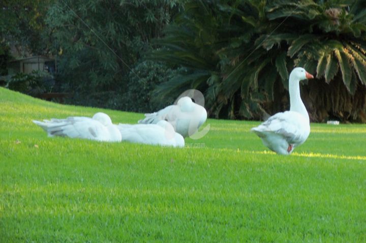 Fotografía titulada "à un.jpg" por Mirim Miriam Atencio, Obra de arte original