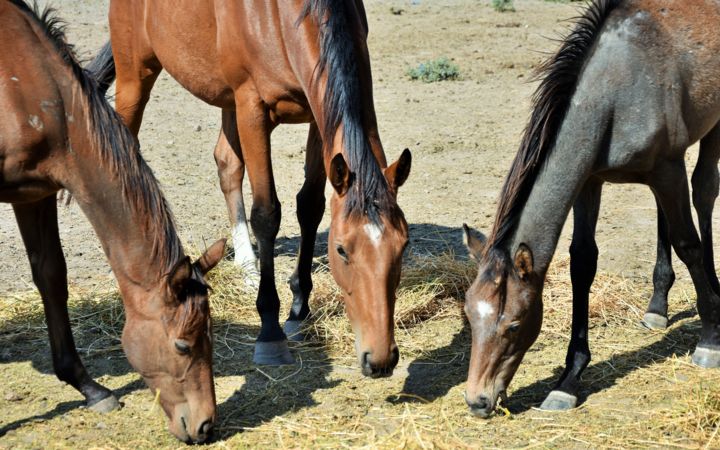 Fotografia intitolato "the horses" da Magico110, Opera d'arte originale, Fotografia digitale