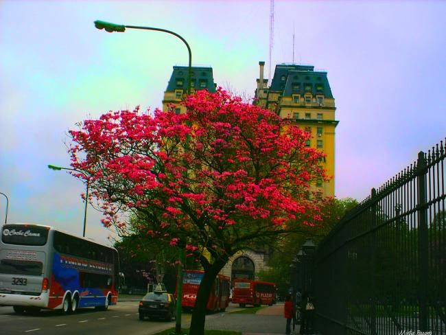 Fotografía titulada "Arbol rosa" por Mirta Pagano, Obra de arte original