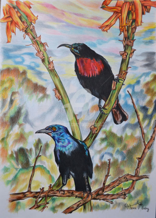 Scarlet Chested Sun Bird And Glossy Starling Scarlet Chested Sun Bird And Glossy Starling