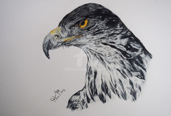 Hawk Eagle Drawing By Mistry Visuals Artmajeur