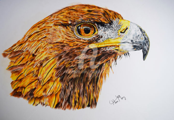 Golden Eagle Drawing By Mistry Visuals Artmajeur