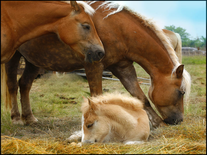 Fotografía titulada "Family of horses" por Mladen Milanov, Obra de arte original