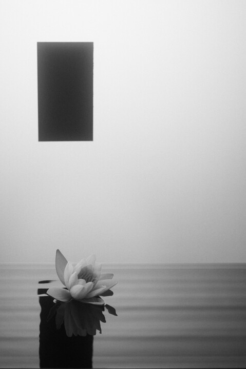 Fotografie mit dem Titel "Water lily" von Mmiri, Original-Kunstwerk, Digitale Fotografie