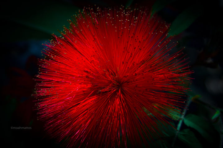 Photography titled "Caliandra Red" by Moah Mattos, Original Artwork, Digital Photography