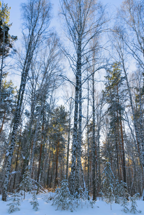 Photography titled "Winter. Forest. Lig…" by M.N. Wind, Original Artwork