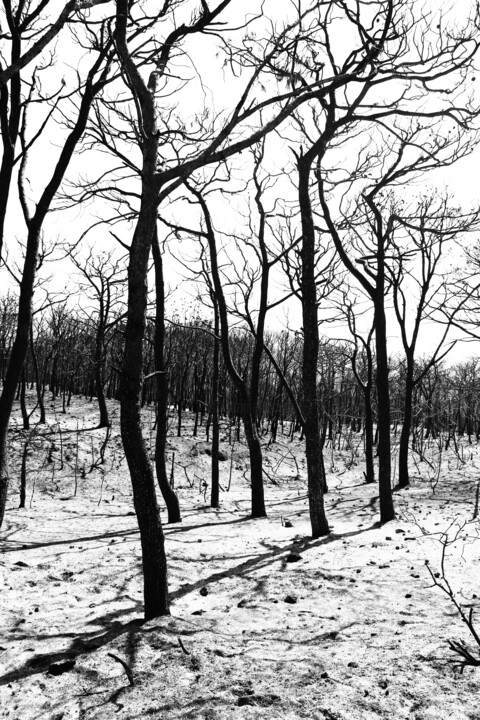 Fotografia intitolato "burnt forest 1/3" da Mohamed Osman Kilani, Opera d'arte originale, Fotografia digitale