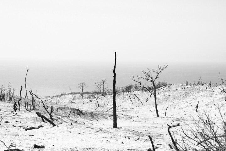Photographie intitulée "burnt forest 2/3" par Mohamed Osman Kilani, Œuvre d'art originale, Photographie numérique