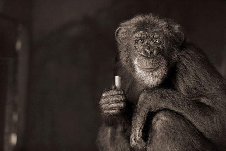 Фотография под названием "Chimpanzee" - Mohamed Tazi, Подлинное произведение искусства
