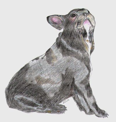 Drawing titled "young French bulldog" by Monika Wasik, Original Artwork