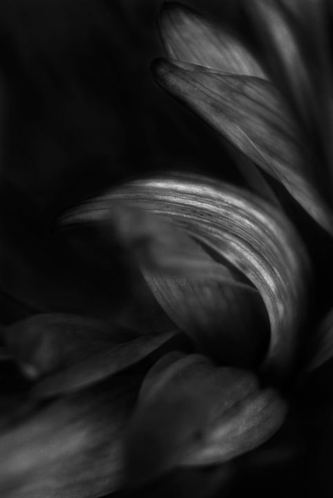 Fotografia zatytułowany „Gray Leaves” autorstwa Monique Gray, Oryginalna praca
