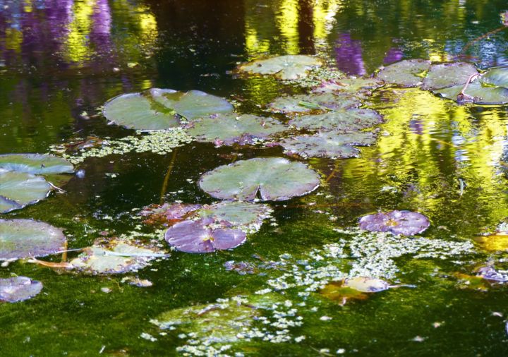 Fotografia zatytułowany „Féerie aquatique 2” autorstwa Monique Anna Michel, Oryginalna praca