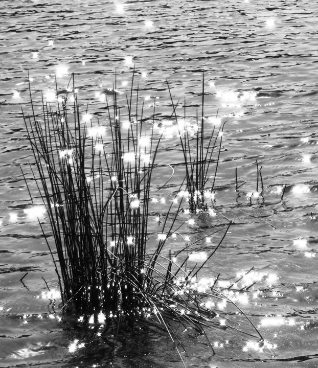 Photography titled "Stars on the Water" by Monique Anna Michel, Original Artwork