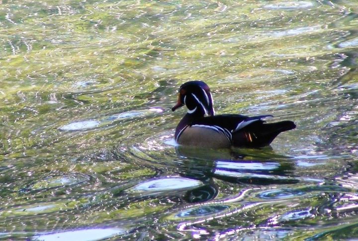 Φωτογραφία με τίτλο "Jeux d'eau jeux d'o…" από Monique Anna Michel, Αυθεντικά έργα τέχνης