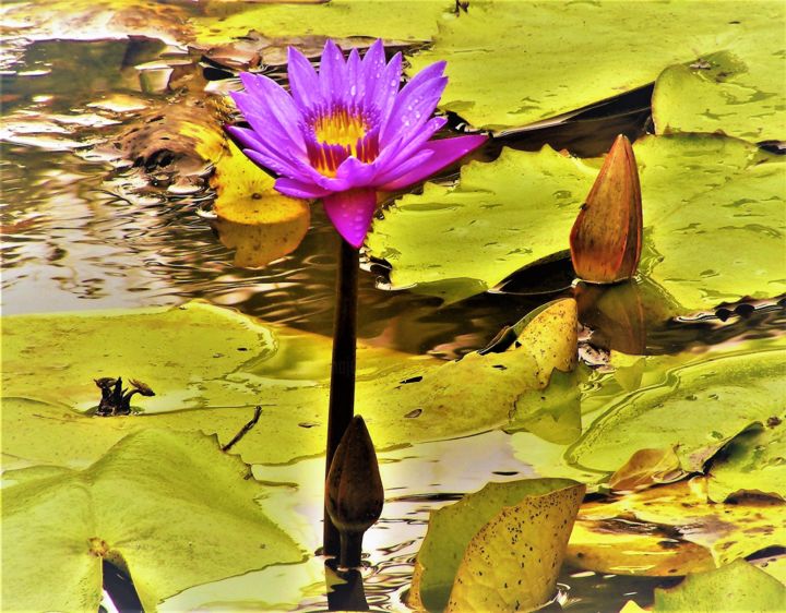 Photographie intitulée "Floraison" par Monique Anna Michel, Œuvre d'art originale