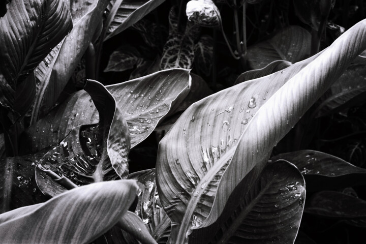 Fotografie mit dem Titel "Banana leaves" von Monochrome Renditions, Original-Kunstwerk, Analog Fotografie