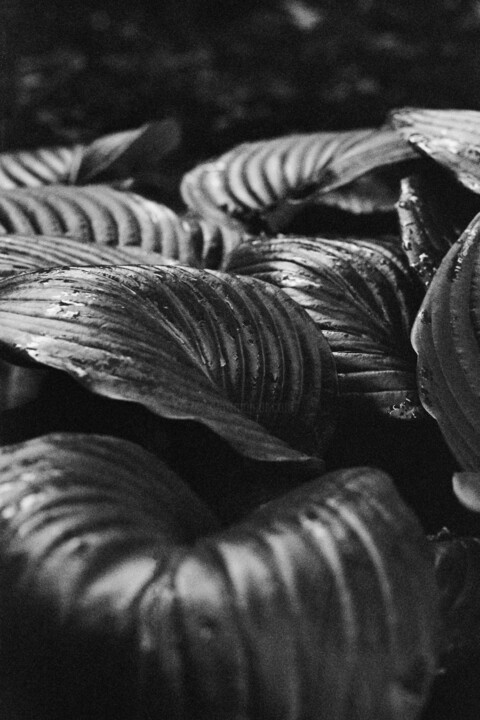 Photographie intitulée "Botanical Study #2" par Monochrome Renditions, Œuvre d'art originale, Photographie argentique