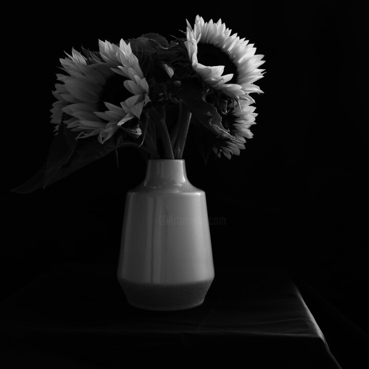摄影 标题为“Sunflowers” 由Monochrome Renditions, 原创艺术品, 数码摄影