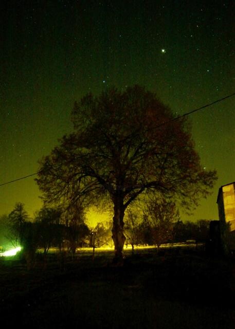 Photographie intitulée "Un arbre la nuit" par Moa, Œuvre d'art originale