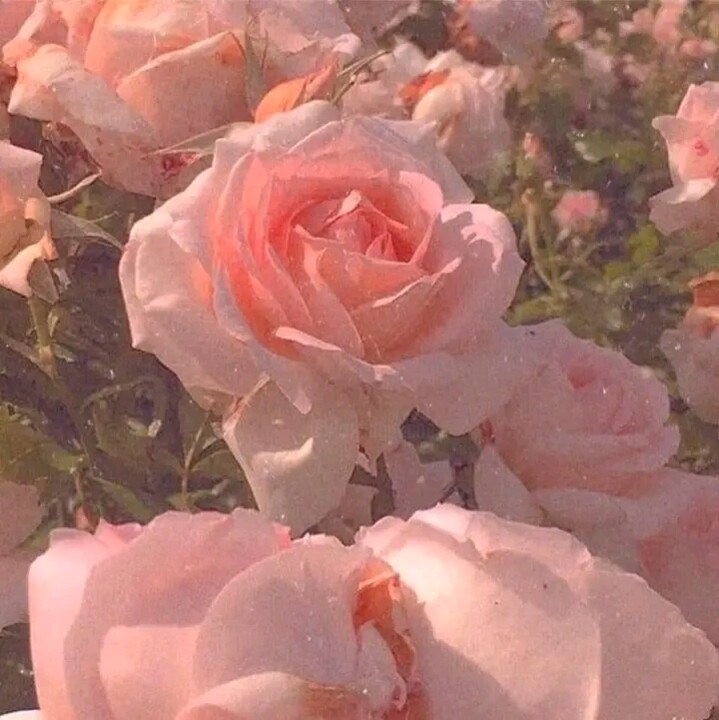 Fotografia intitulada "Little Rose of phot…" por Monte Cristo, Obras de arte originais, Fotografia digital