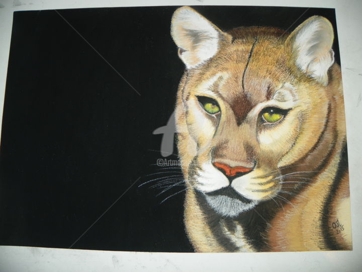 Dessin intitulée "Puma" par M. Olivier, Œuvre d'art originale, Pastel