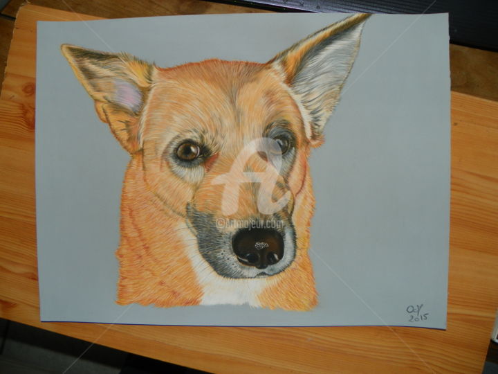 Drawing titled "malinois-labrador" by M. Olivier, Original Artwork, Pastel