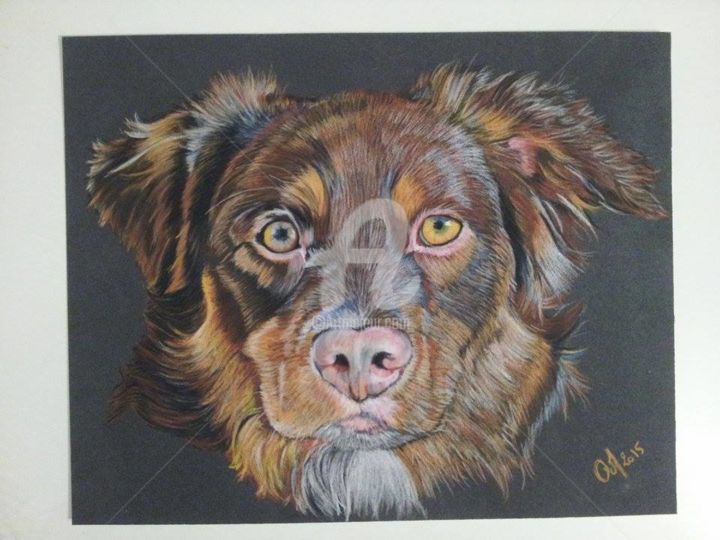 Dessin intitulée "berger australien" par M. Olivier, Œuvre d'art originale, Pastel