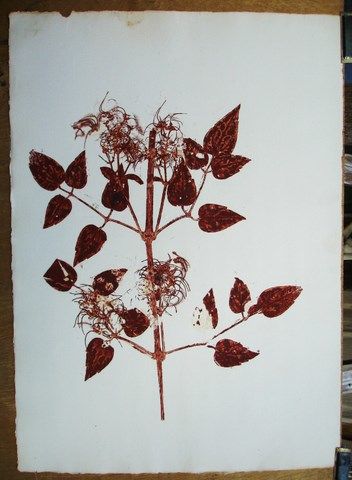 Disegno intitolato "CLEMATIS VITALBA" da Michel Moskovtchenko, Opera d'arte originale, Altro