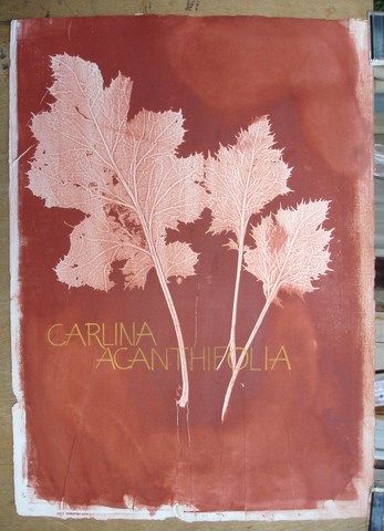 Drawing titled "CARLINA ACANTHIFOLIA" by Michel Moskovtchenko, Original Artwork, Other