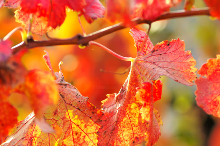 Fotografía titulada "Couleurs de la vign…" por Pascal Moulin, Obra de arte original