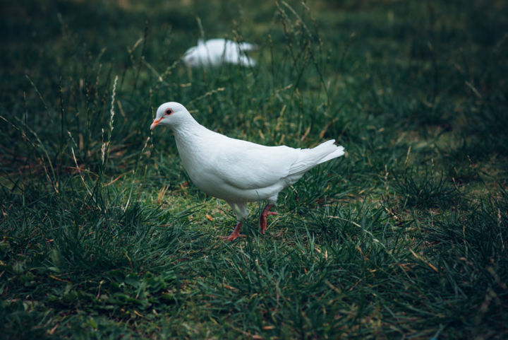 Photography titled "голуби 2" by Alexander Kovalenko, Original Artwork, Digital Photography
