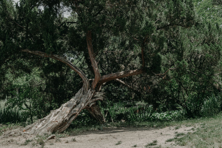 Photographie intitulée "дерево" par Alexander Kovalenko, Œuvre d'art originale, Photographie numérique
